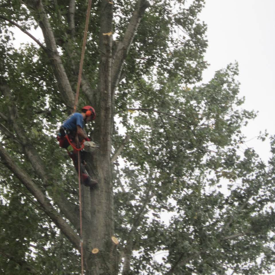 klimwerken boomverzorging