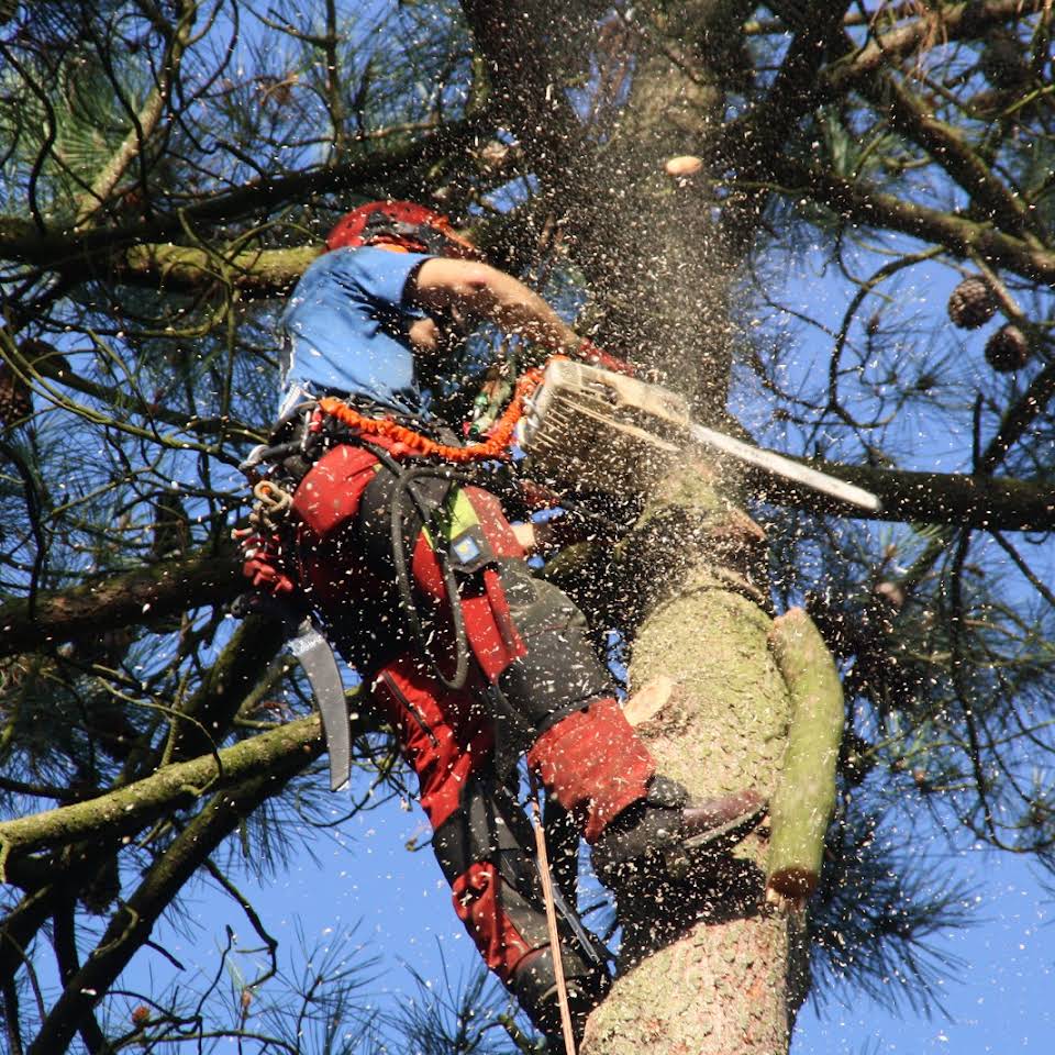 hoogtewerker boomverzorging