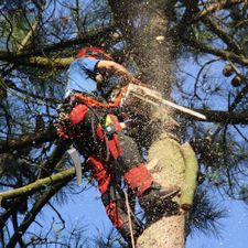 hoogtewerker boomverzorging